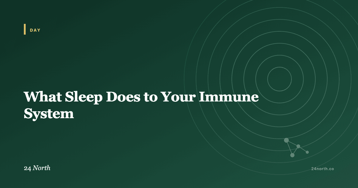 What Sleep Does to Your Immune System — 24 North illustrated guide
